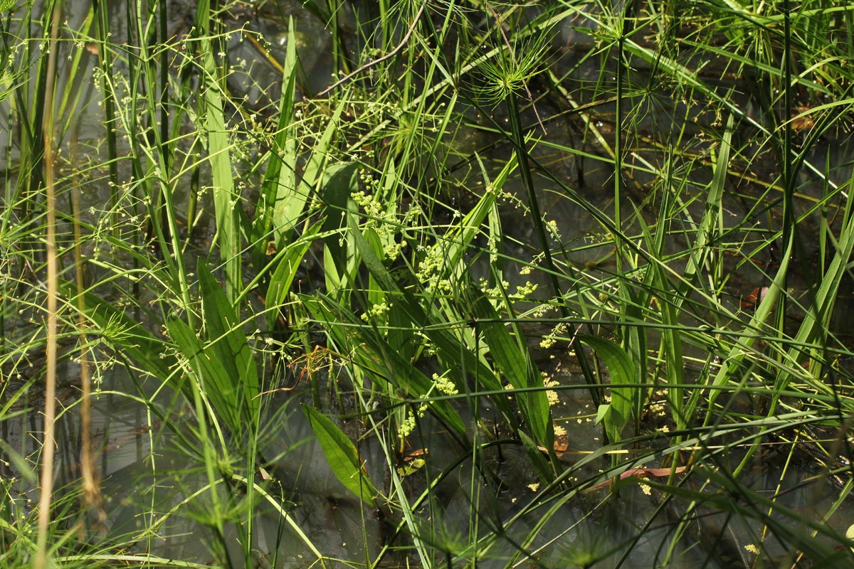 Burnatia enneandra Burnatia enneandra