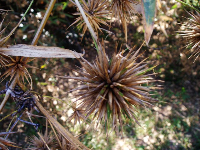 Oxytenanthera abyssinica Oxytenanthera abyssinica