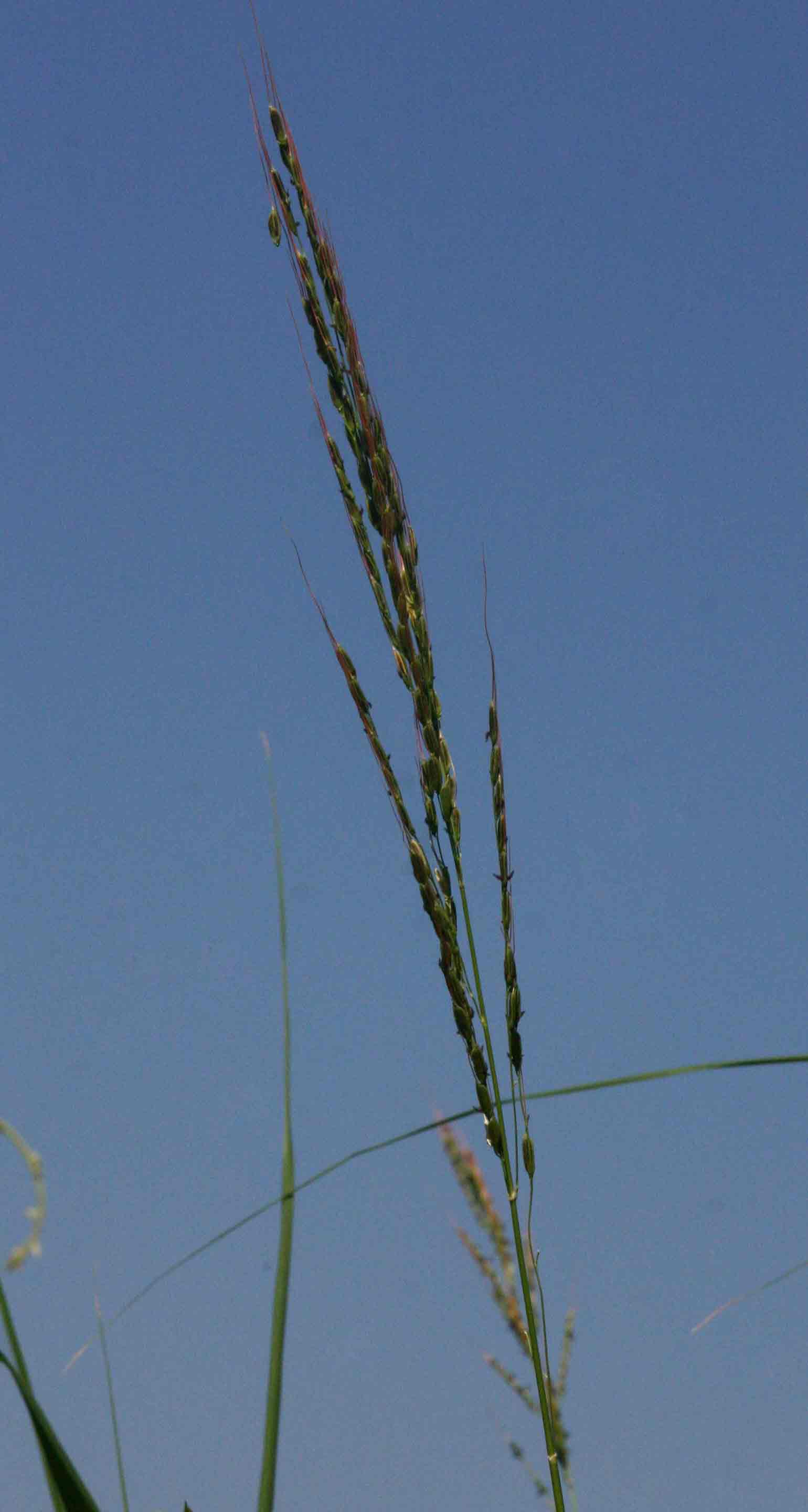 Oryza longistaminata Oryza longistaminata