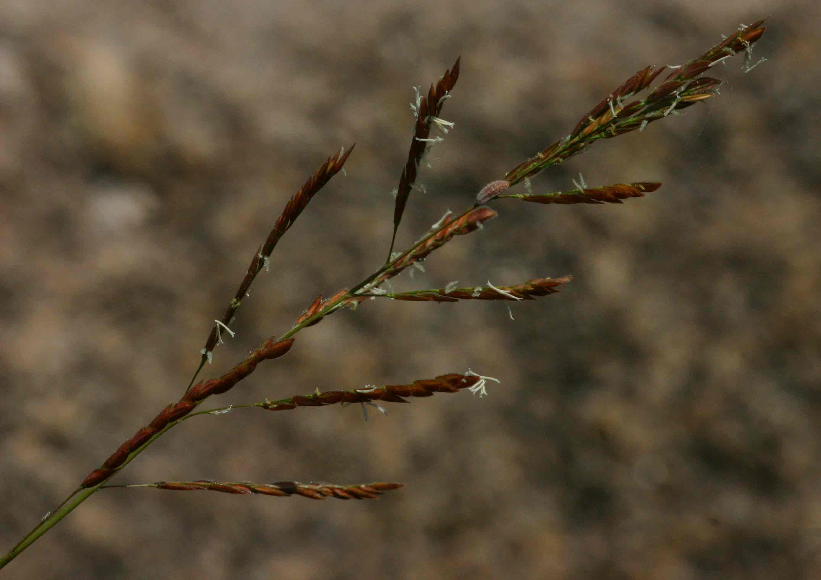 Leersia hexandra Leersia hexandra