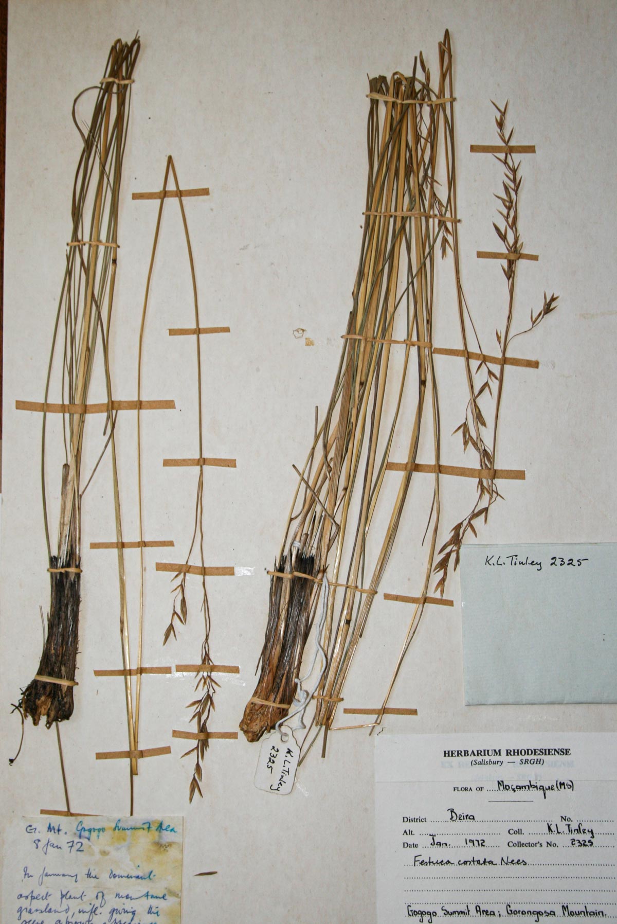 Festuca costata Festuca costata
