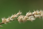 Enneapogon cenchroides