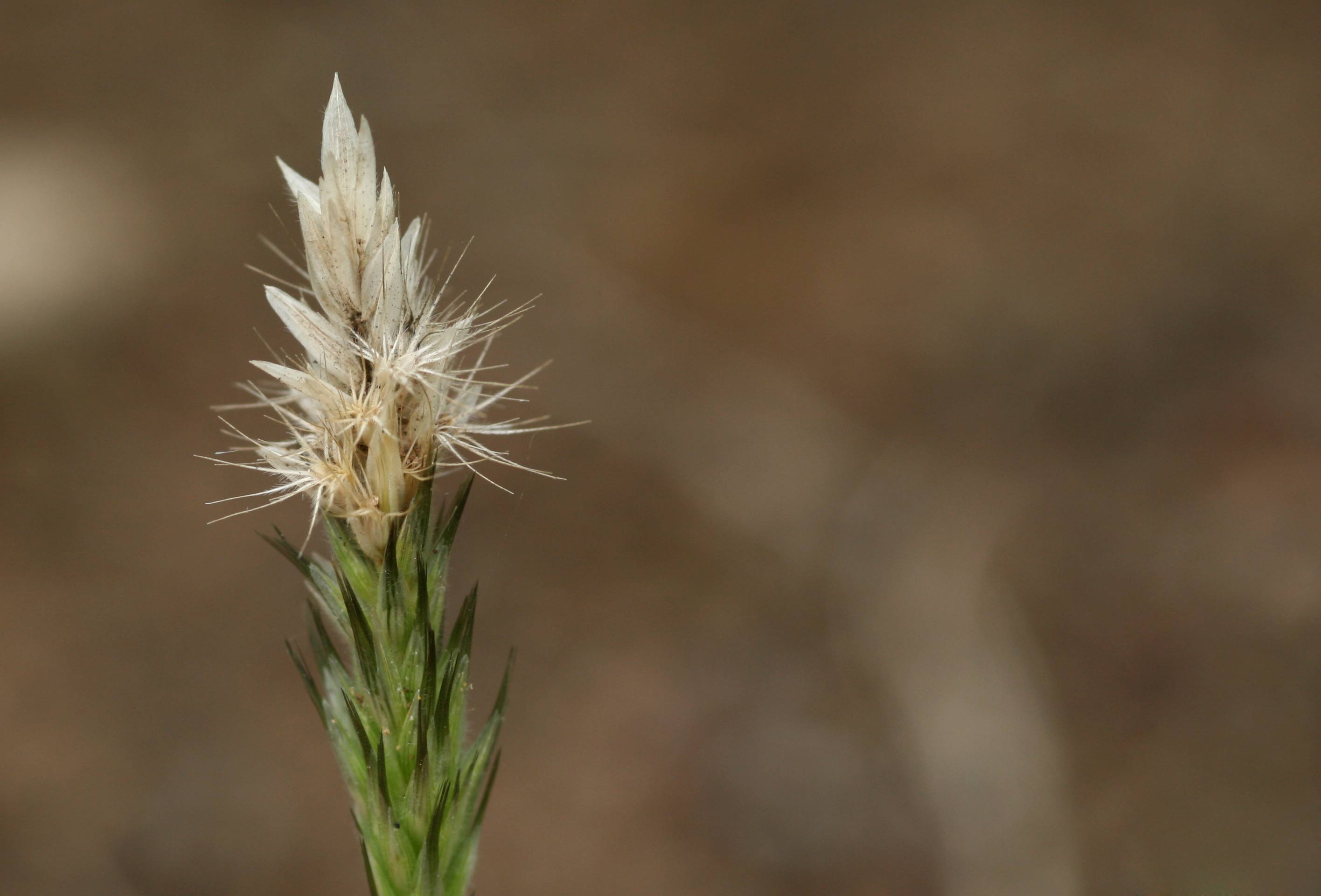 Enneapogon desvauxii Enneapogon desvauxii