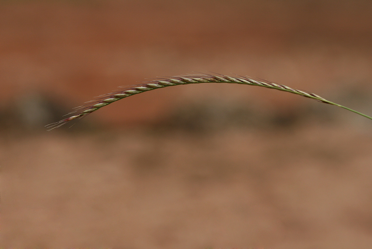 Enteropogon macrostachyus Enteropogon macrostachyus