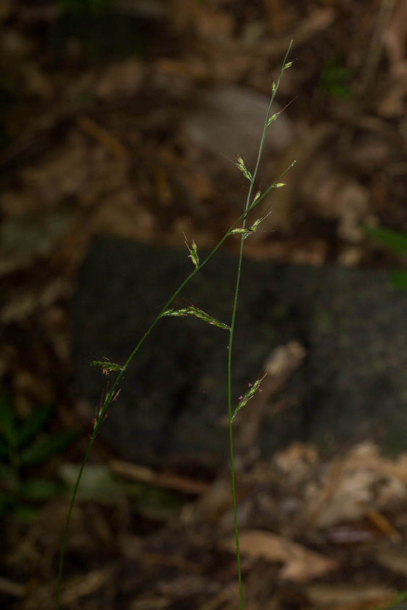 Oplismenus hirtellus Oplismenus hirtellus