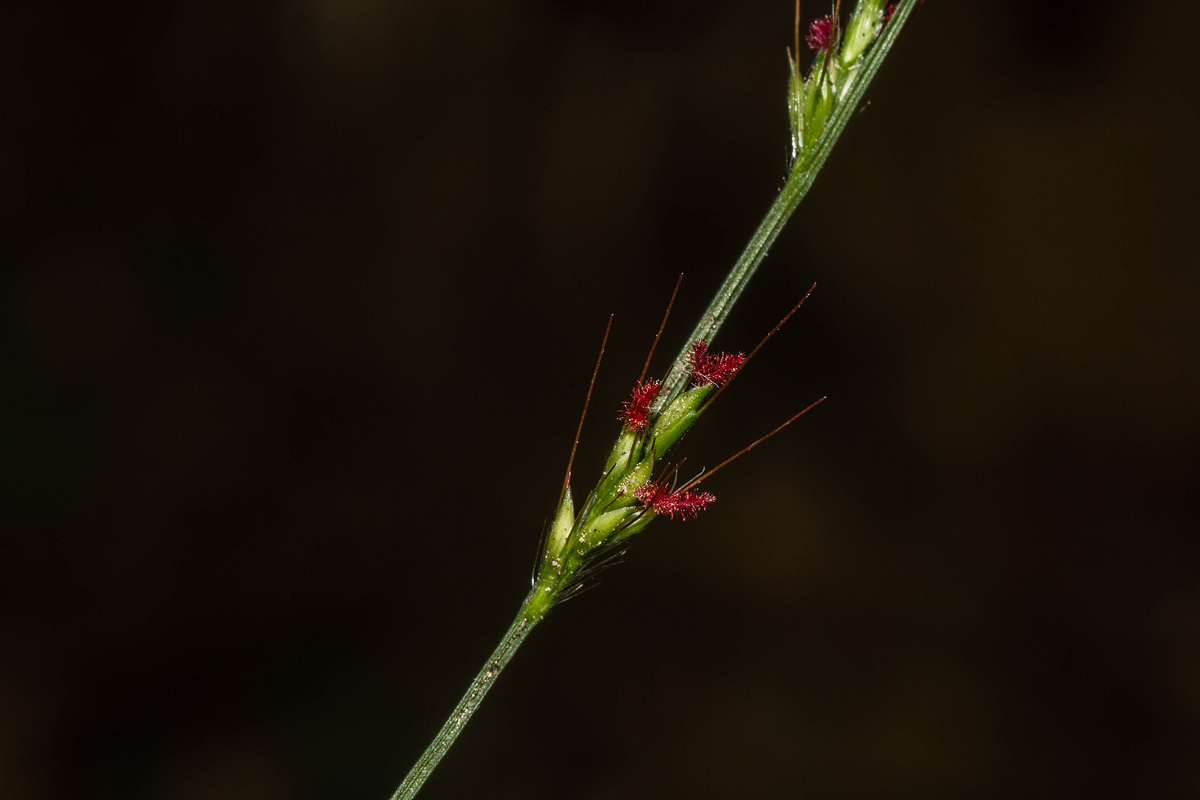 Oplismenus hirtellus Oplismenus hirtellus