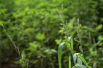 Echinochloa colona