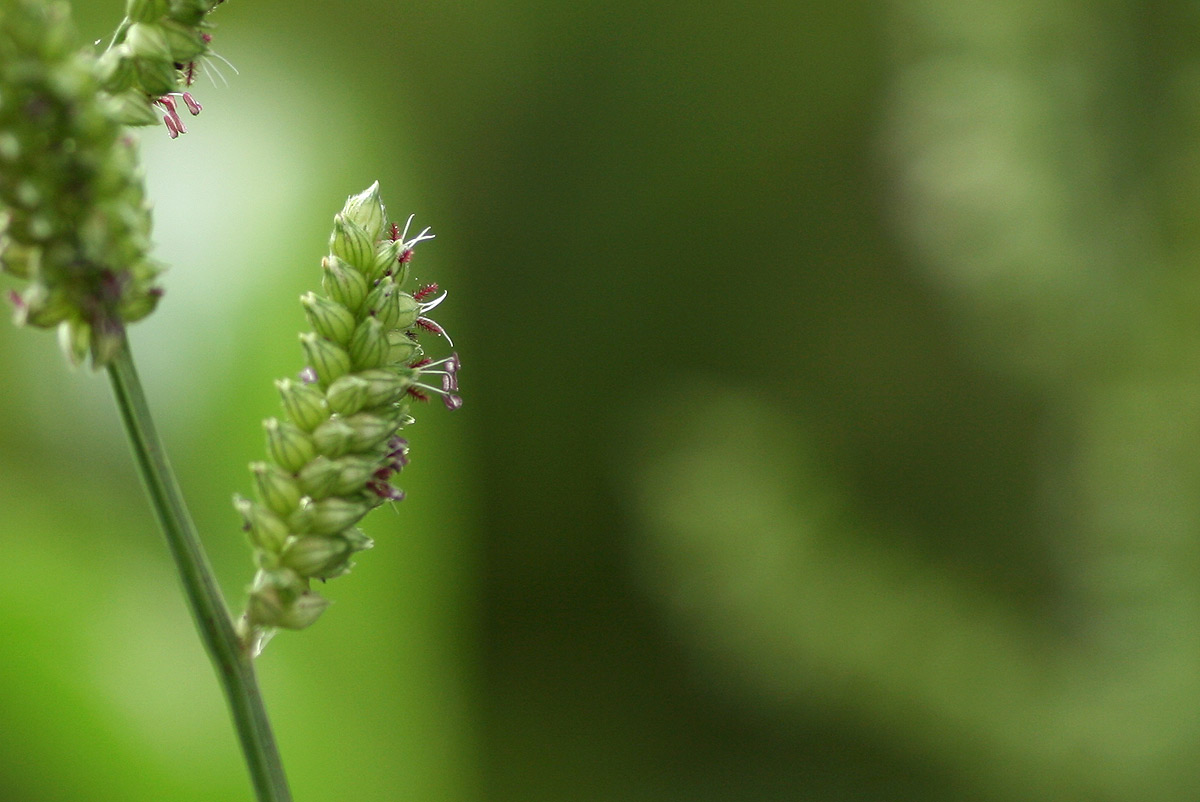 Echinochloa colona Echinochloa colona