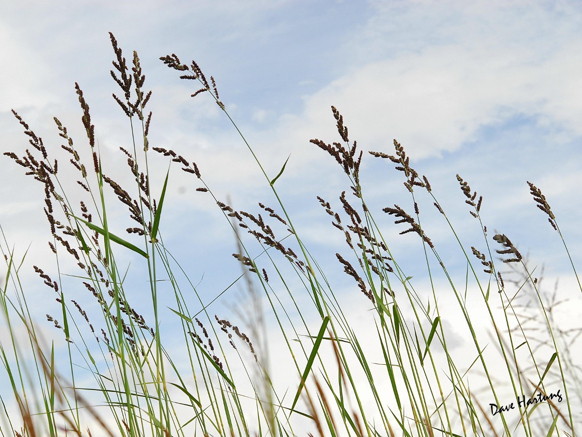 Echinochloa pyramidalis Echinochloa pyramidalis
