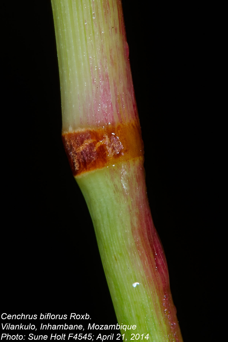 Cenchrus biflorus Cenchrus biflorus