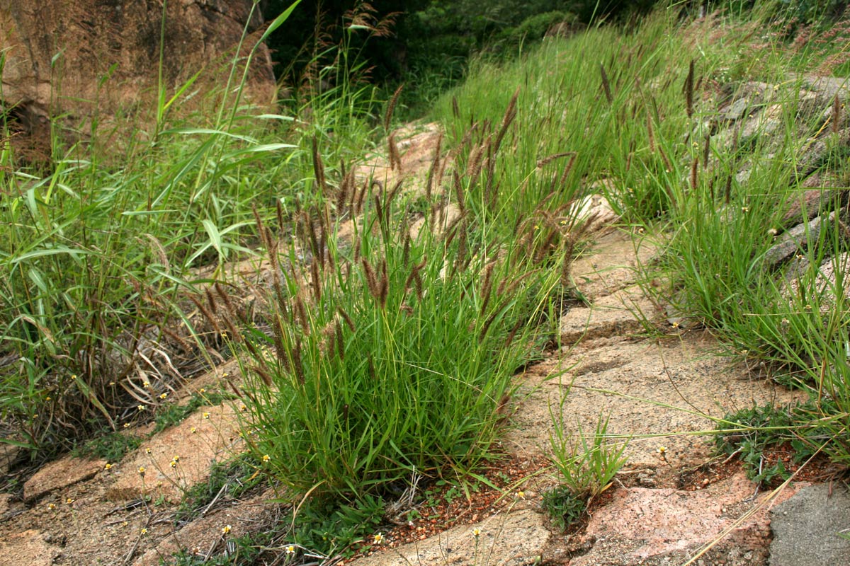 Cenchrus ciliaris Cenchrus ciliaris