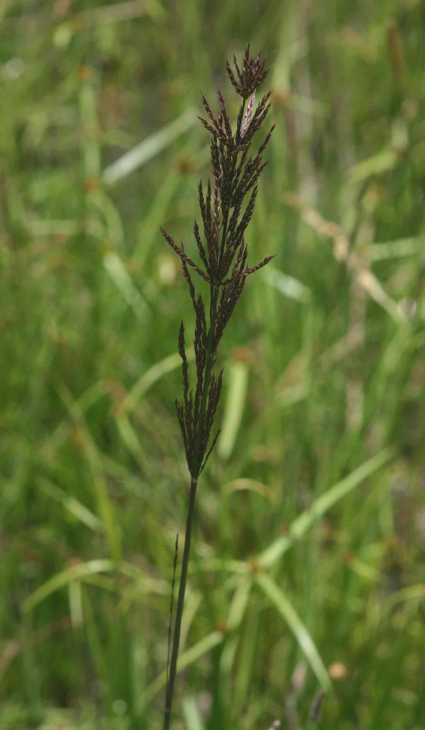 Arundinella nepalensis Arundinella nepalensis