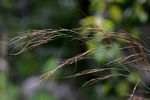 Loudetia simplex