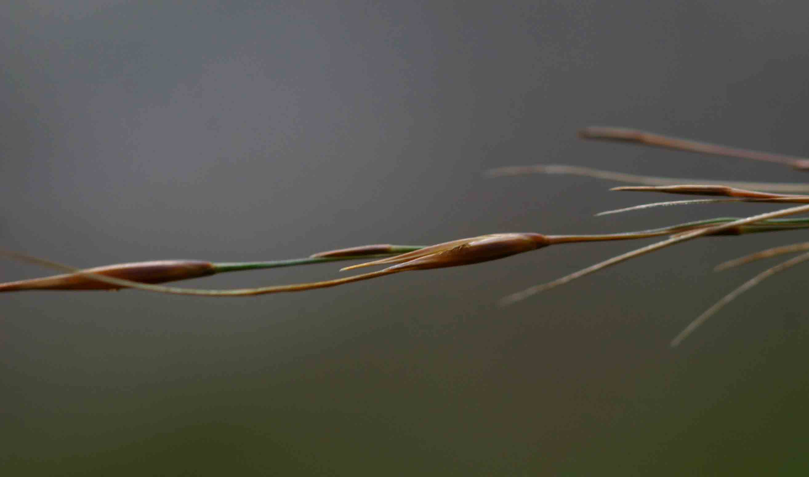 Loudetia simplex