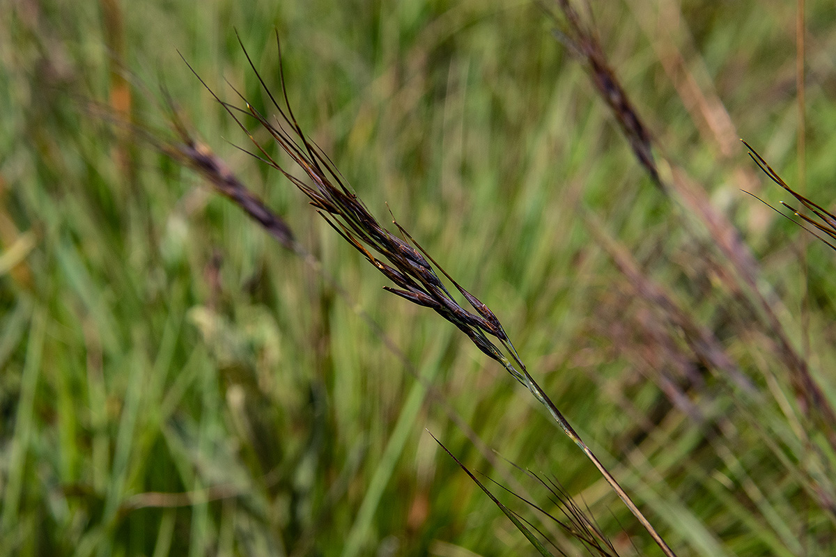Loudetia simplex Loudetia simplex