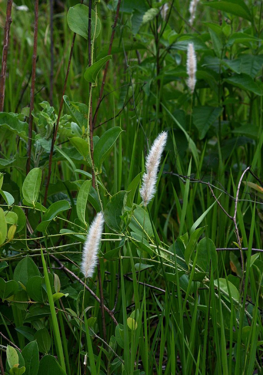 Imperata cylindrica