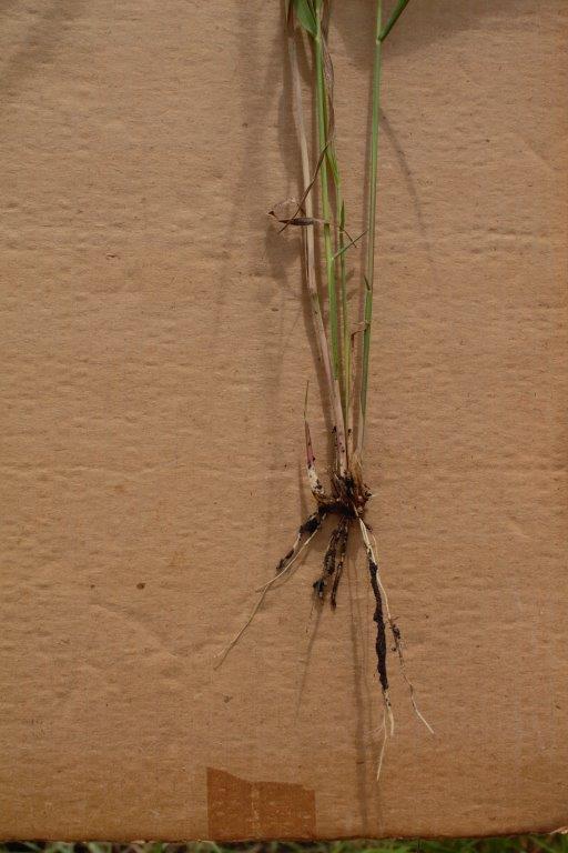 Ischaemum afrum