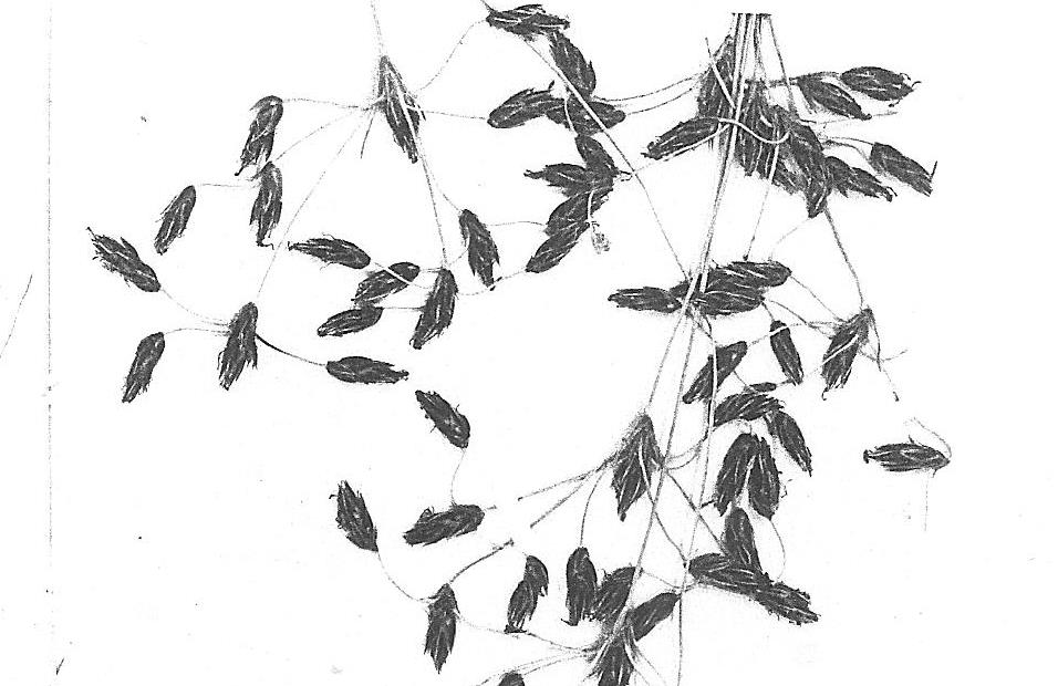Bulbostylis contexta Bulbostylis contexta