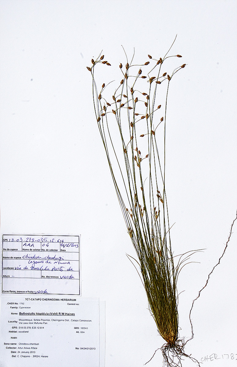 Bulbostylis hispidula Bulbostylis hispidula
