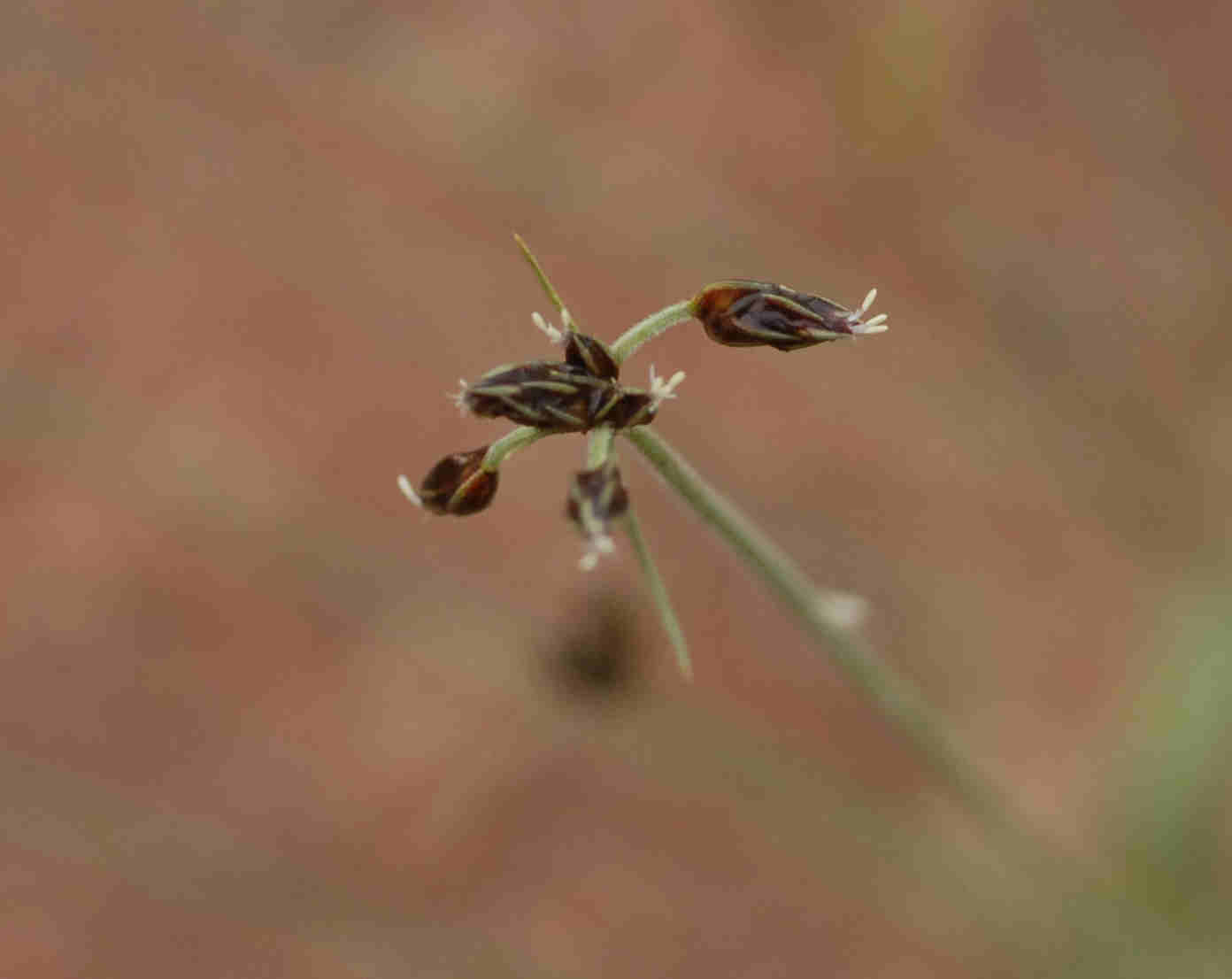 Bulbostylis hispidula Bulbostylis hispidula