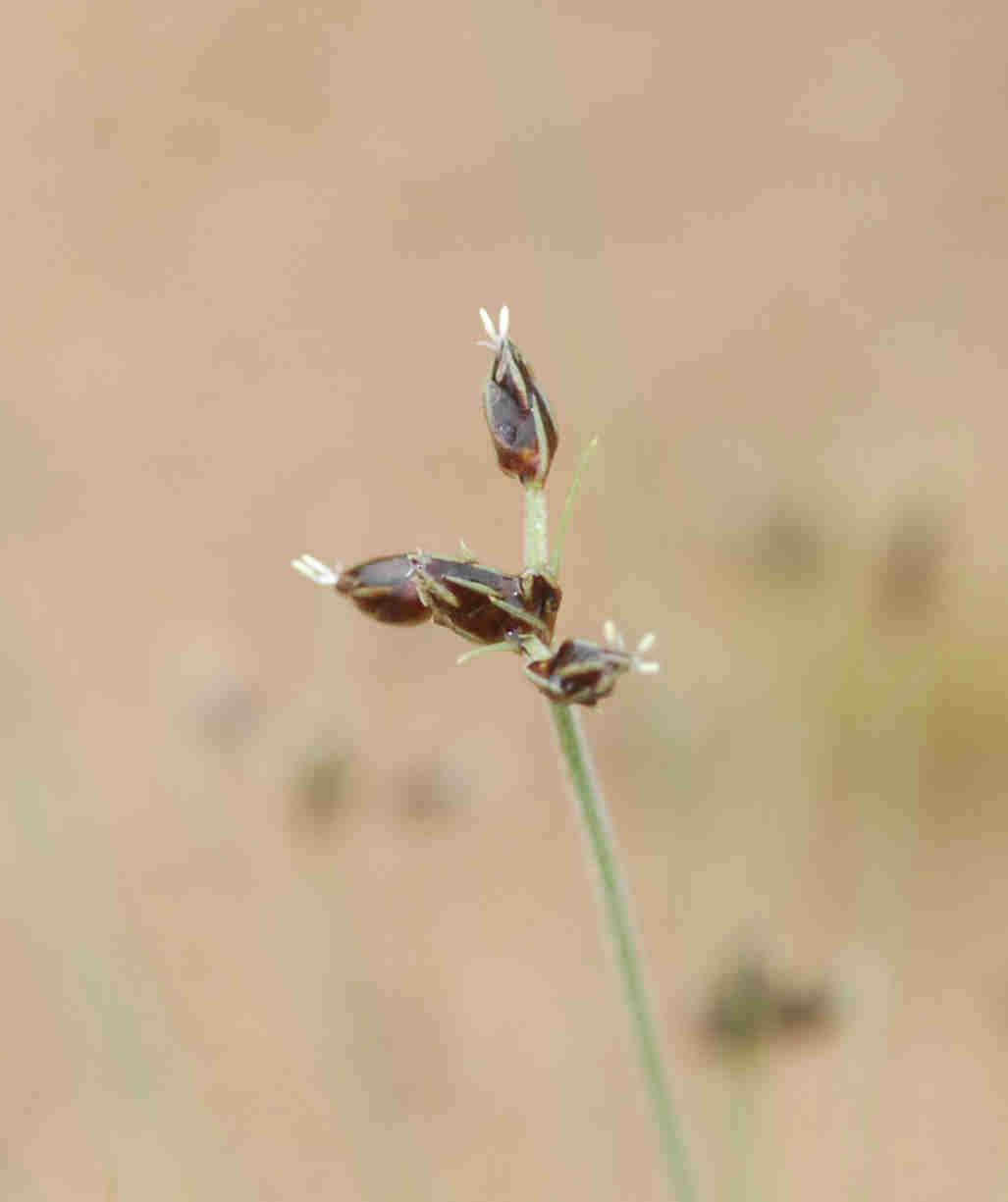 Bulbostylis hispidula Bulbostylis hispidula