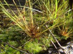 Bulbostylis hispidula