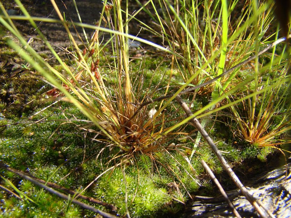 Bulbostylis hispidula