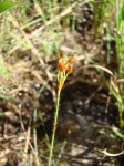 Bulbostylis hispidula