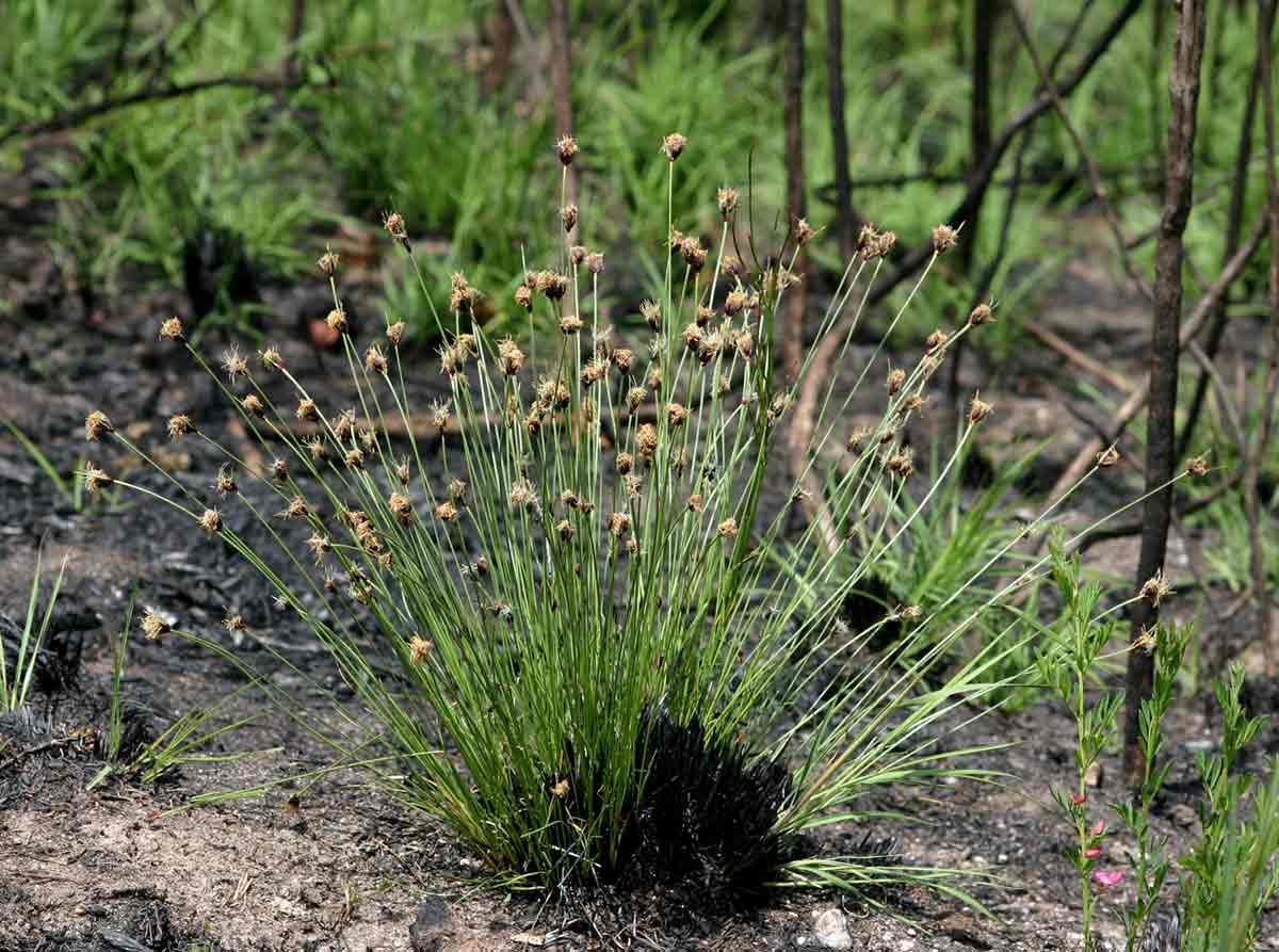 Bulbostylis schoenoides Bulbostylis schoenoides