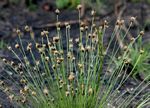Bulbostylis schoenoides