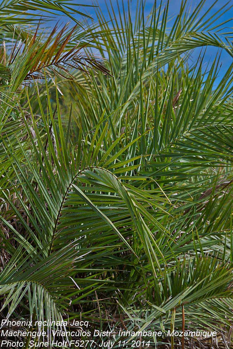 Phoenix reclinata Phoenix reclinata