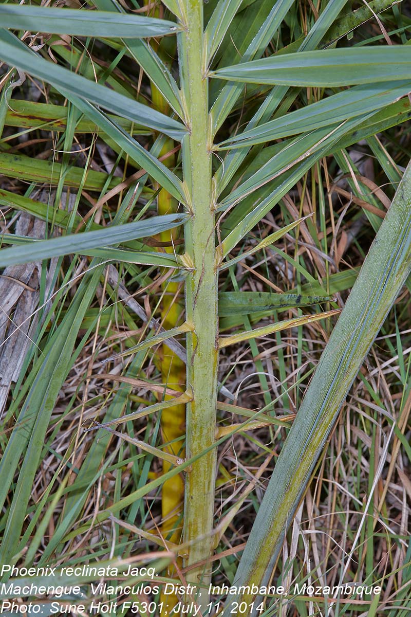 Phoenix reclinata Phoenix reclinata