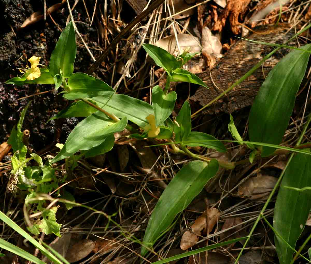 Commelina africana Commelina africana