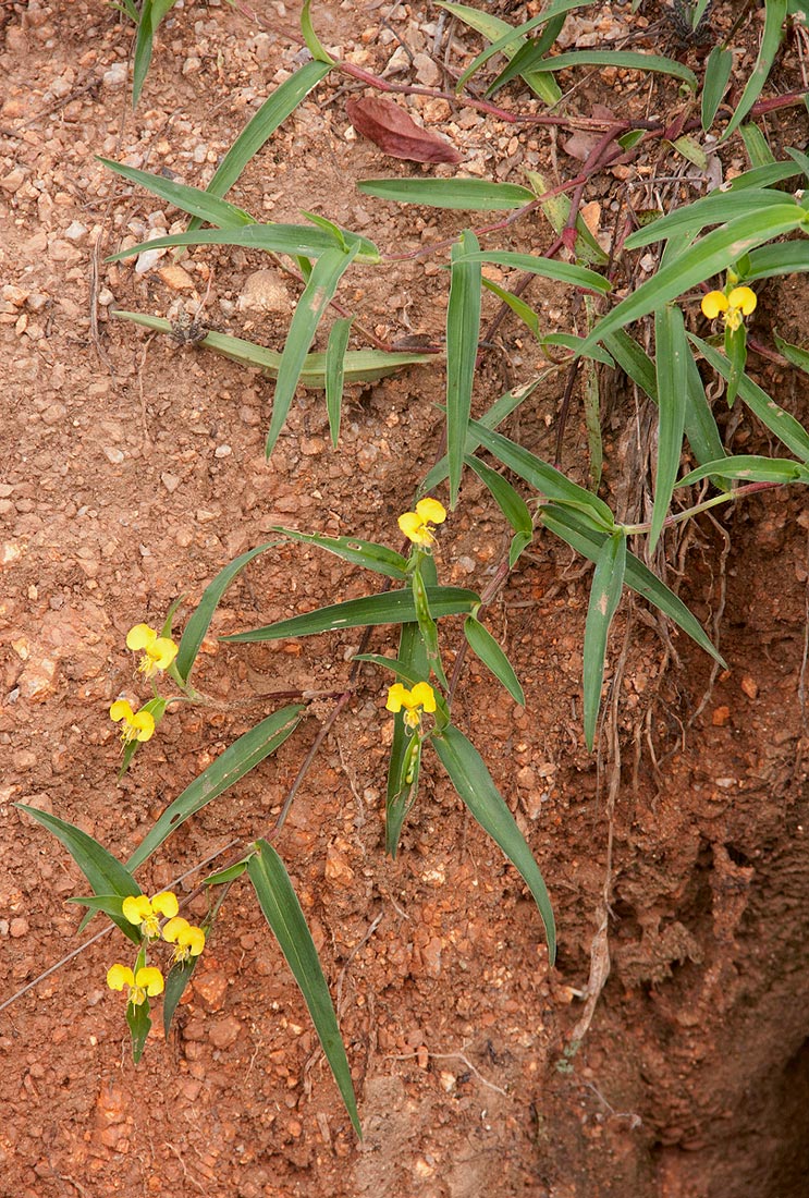 Commelina africana Commelina africana