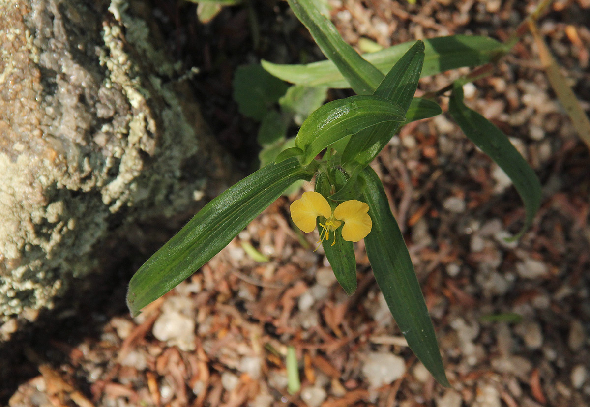 Commelina africana Commelina africana