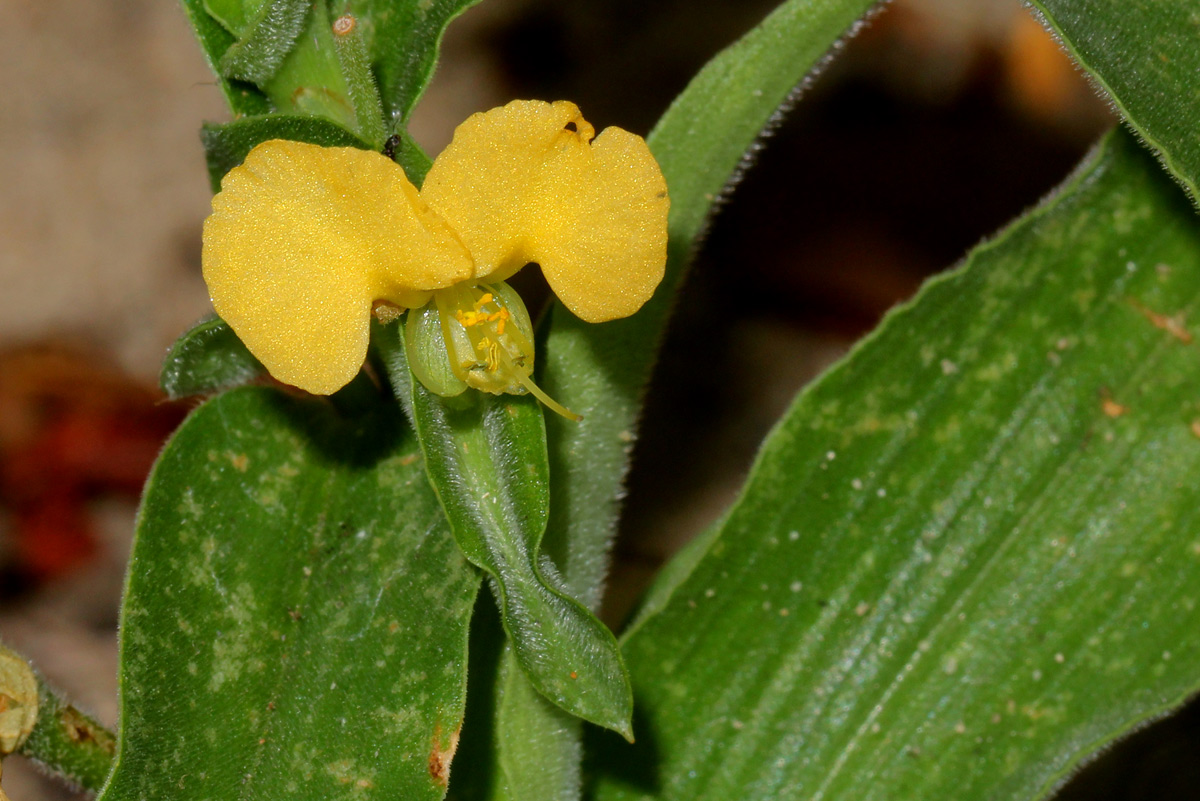 Commelina africana Commelina africana