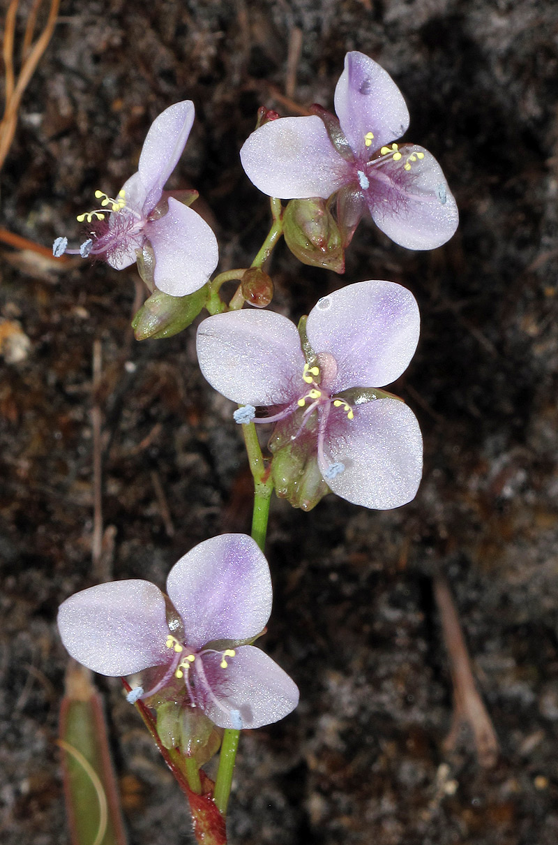 Murdannia simplex Murdannia simplex