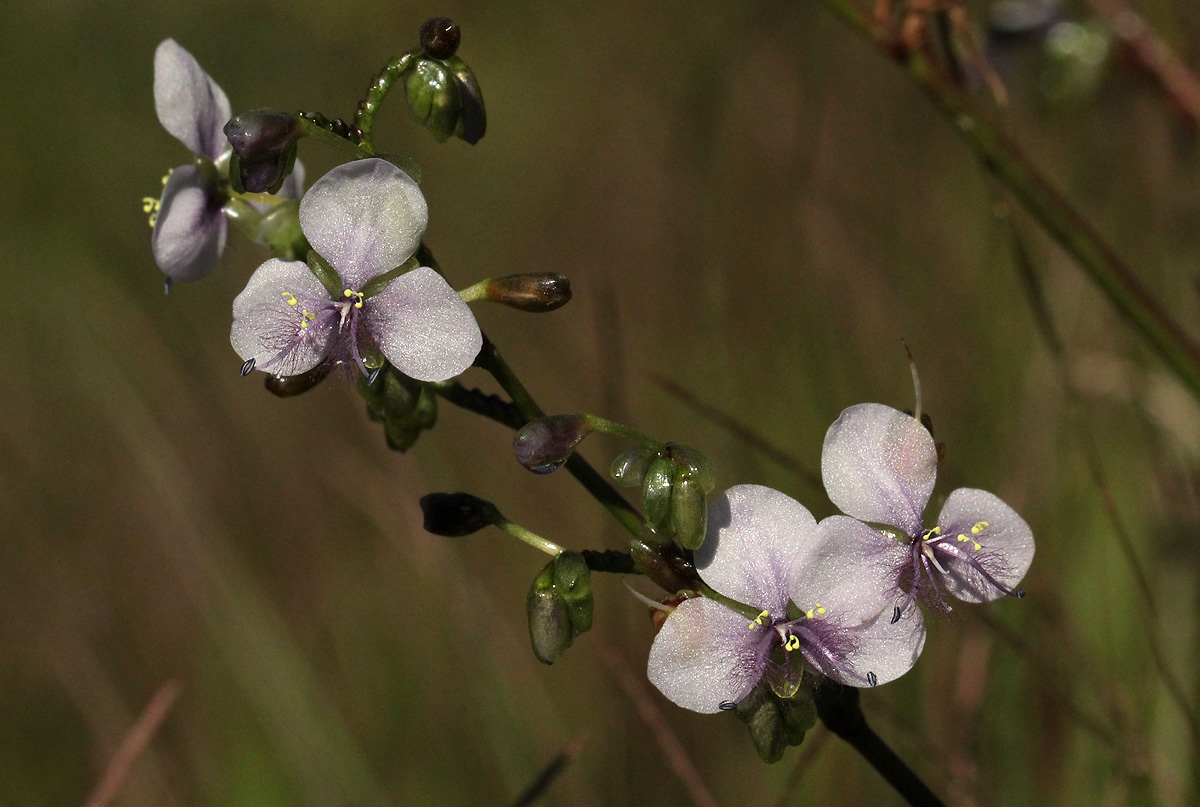 Murdannia simplex Murdannia simplex