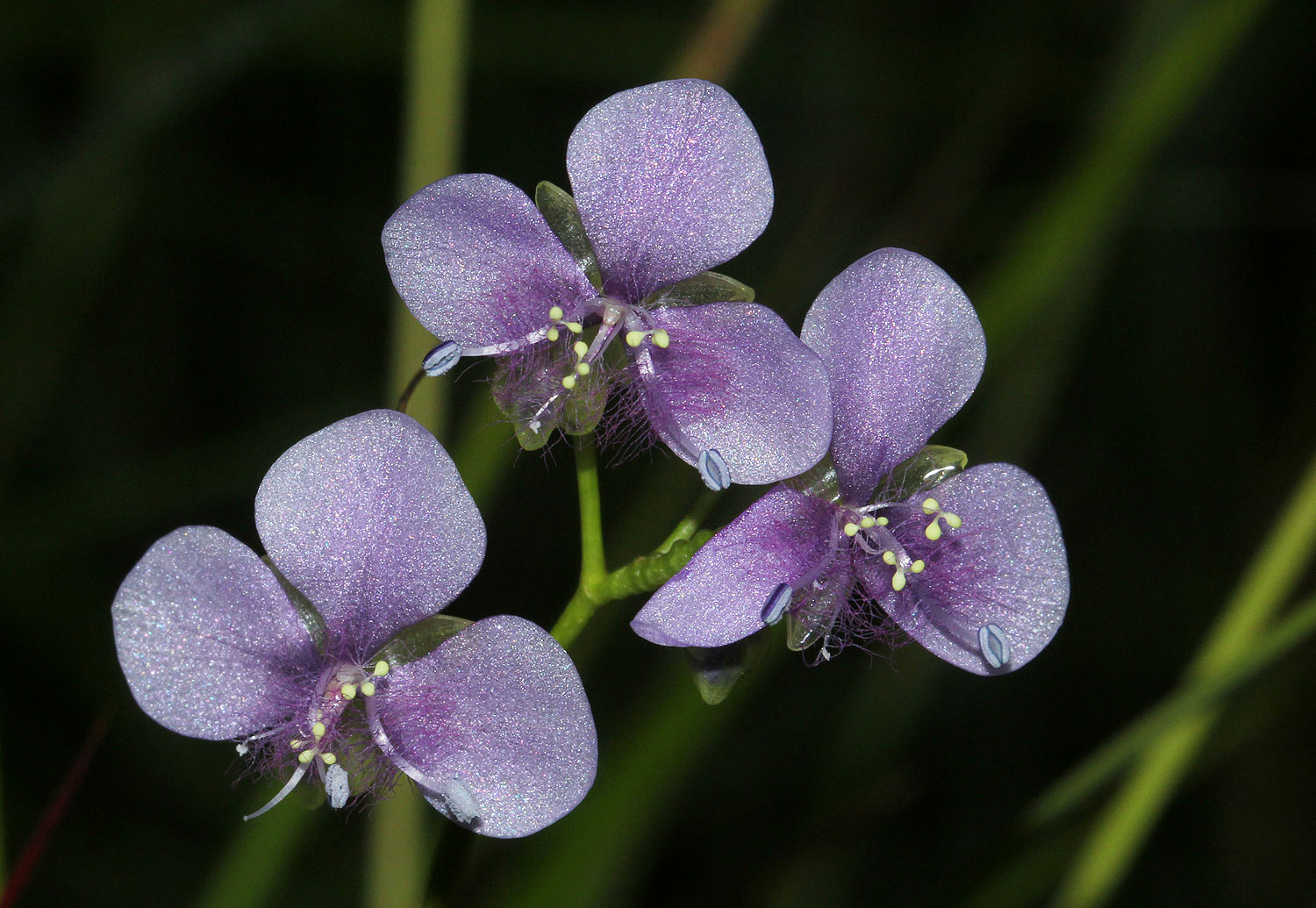 Murdannia simplex Murdannia simplex