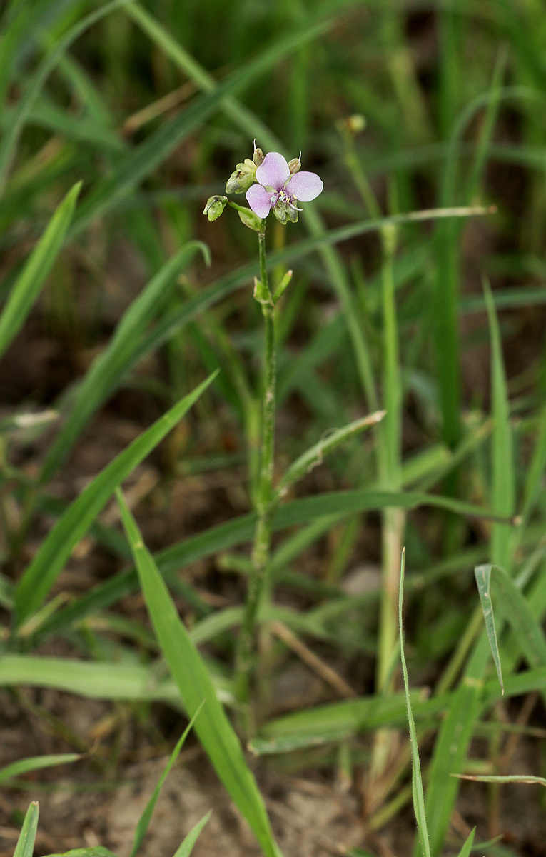 Murdannia simplex Murdannia simplex