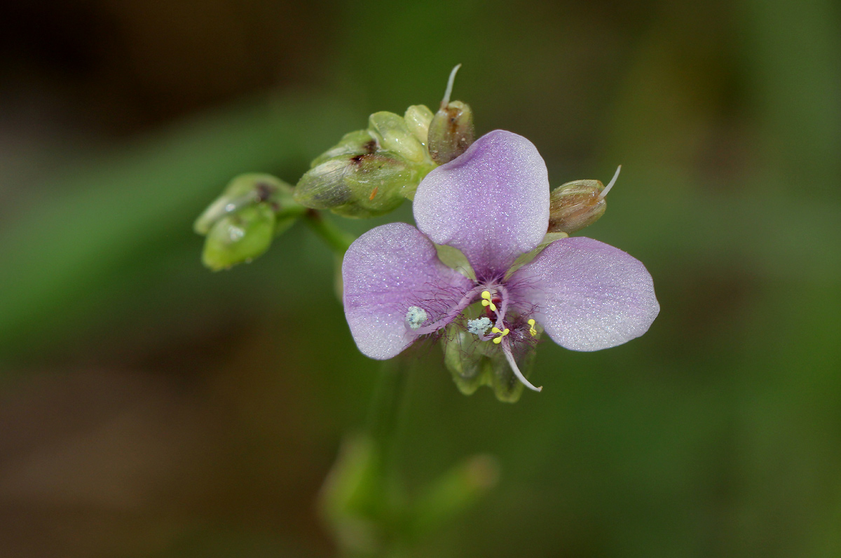 Murdannia simplex Murdannia simplex