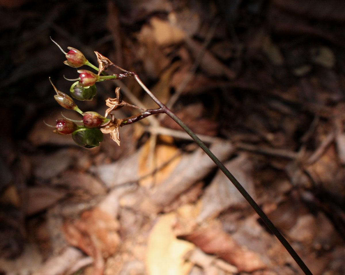 Murdannia simplex Murdannia simplex