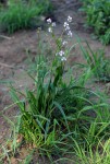 Murdannia simplex