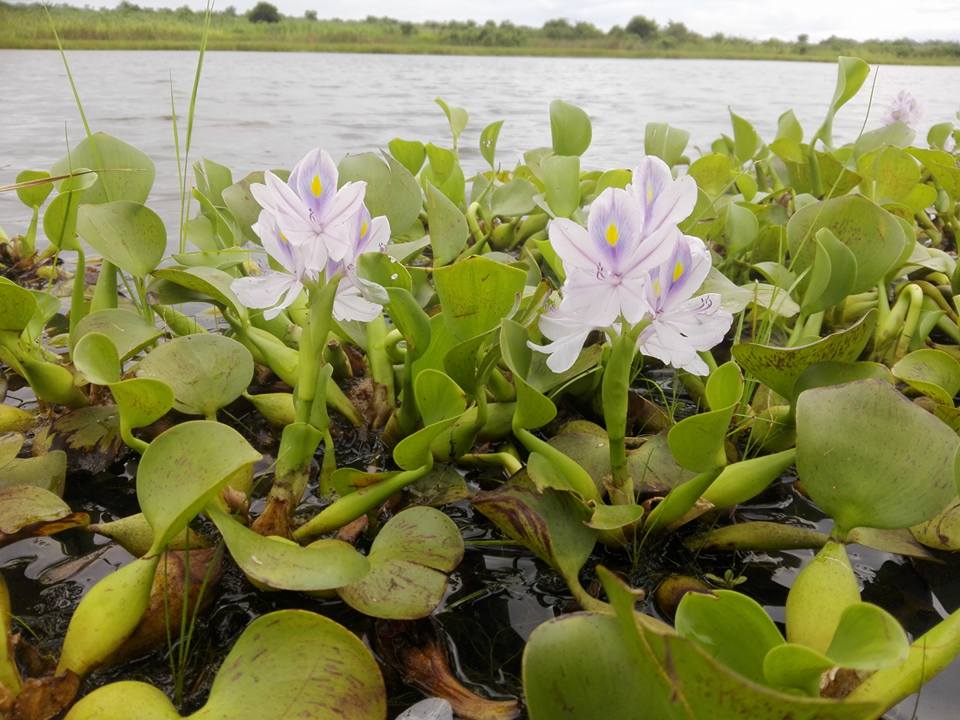 Pontederia crassipes Pontederia crassipes