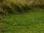 Pontederia crassipes