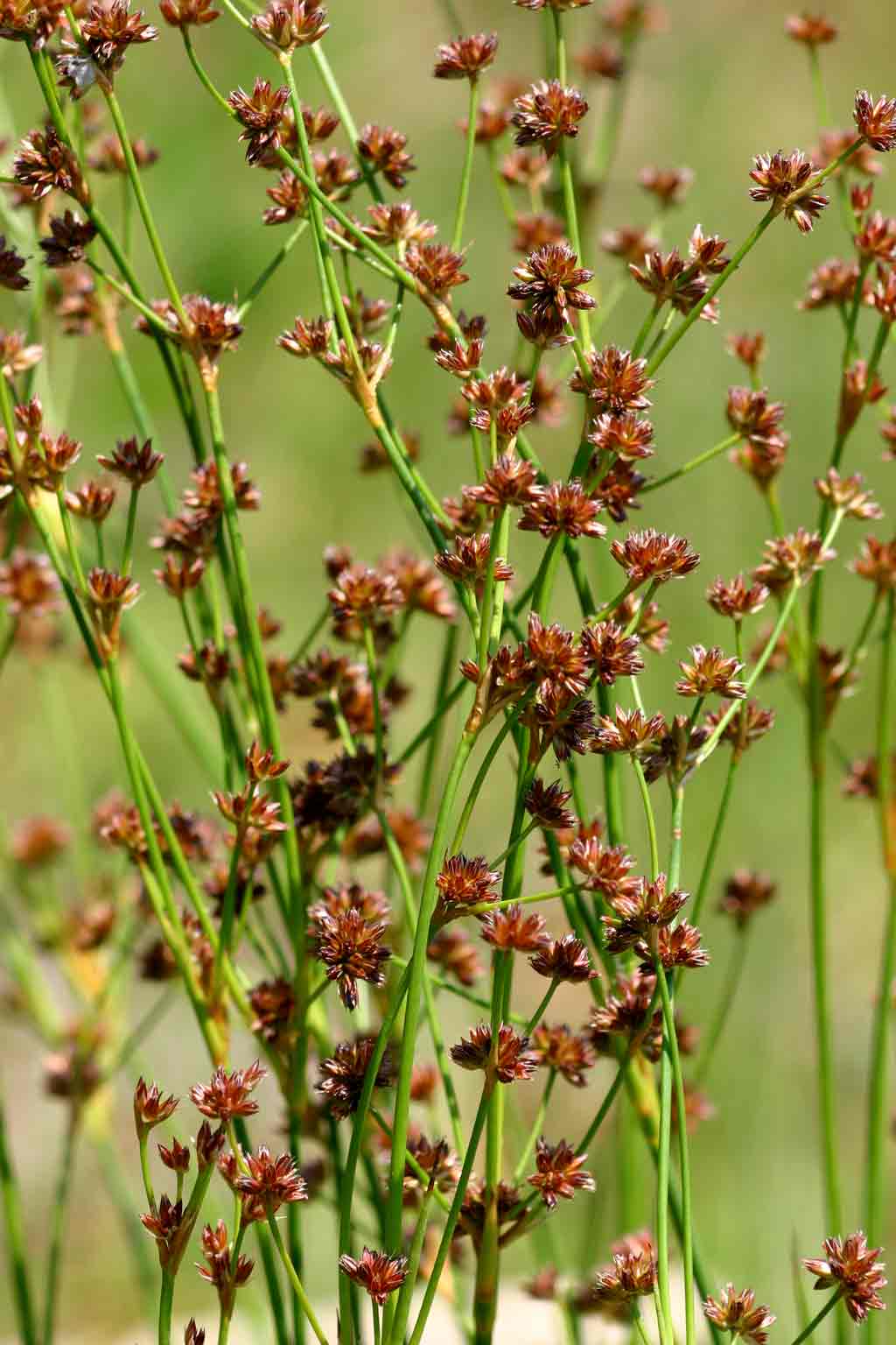 Juncus oxycarpus Juncus oxycarpus