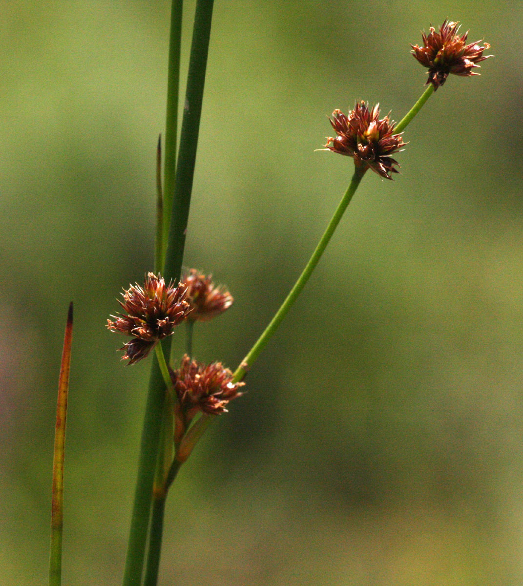 Juncus oxycarpus Juncus oxycarpus