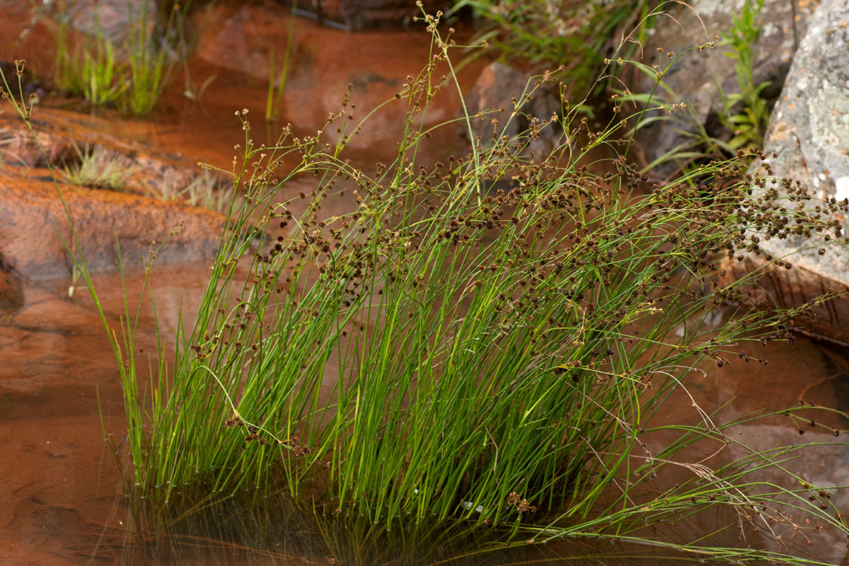 Juncus oxycarpus Juncus oxycarpus