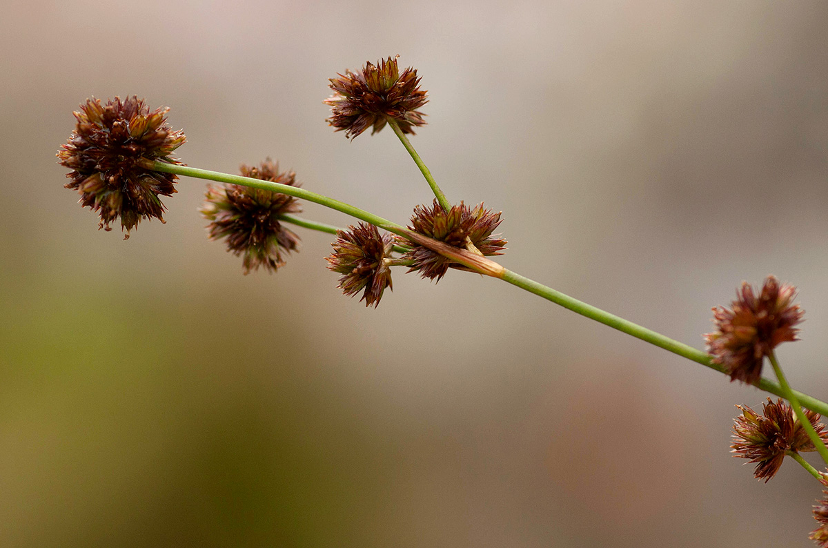 Juncus oxycarpus Juncus oxycarpus