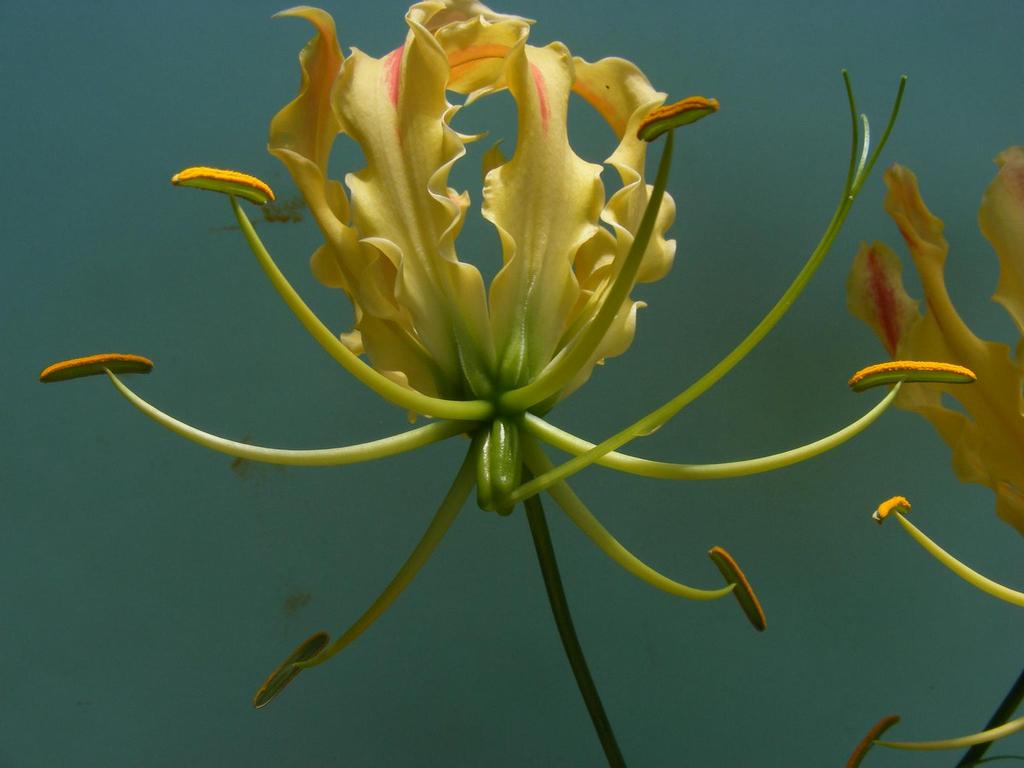 Gloriosa superba Gloriosa superba